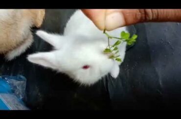 Cute White Rabbit