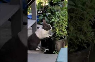Cute bunny having lunch in garden