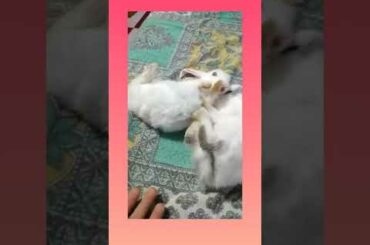 Rabbit🐇 Sleeping 😴Hacks😏 part 1