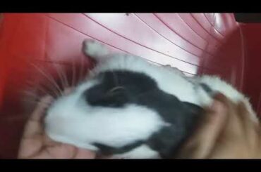 My cute rabbits