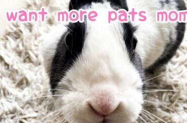 Bunny loves pats ||how to pat a rabbit