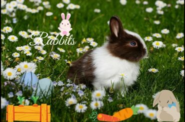 Rabbit part -2  | Cute Rabbits