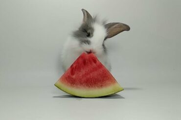ANIMAL FOOD REVIEW 12: CUTE RABBIT PRETEND TO EAT WATERMELON