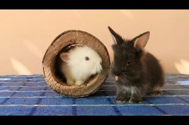 The Cutest Baby Bunny Rabbit EVER