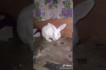 Cute rabbit the house