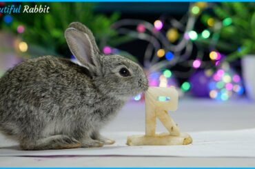 Adorable Baby Rabbit LiLi Eating ASMR Very Delicious Letter R