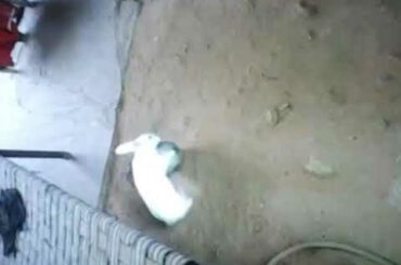 Cute rabbit play football