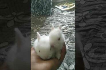 super cute rabbit 😘
