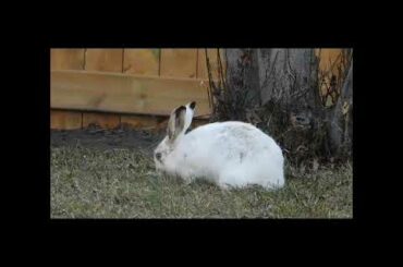 Cute Bunny reaction # nature blindness # calm pleasant baby bunny