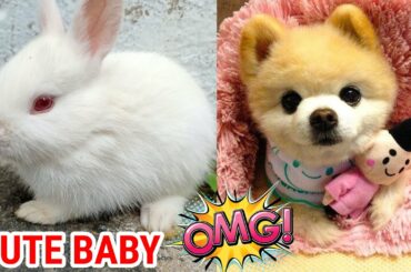Funny and Cute Baby Bunny Rabbit Videos ! Part-52 ! Animals World
