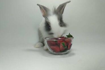 ANIMAL FOOD REVIEW 15: CUTE BUNNY EATING STRAWBERRY BOWL