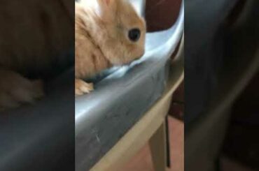 30 seconds of baby rabbit
