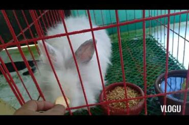 Cute Bunnies Eating Apple/My Bunnies favorite treats