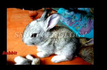 Cute Rabbit / துள்ளி துள்ளி ஓடும் முயல்  / Information about Rabbit