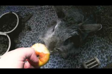 Cute rabbits on a cute mission  | Paltu Khargosh