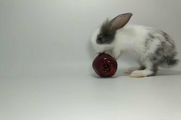 ANIMAL FOOD REVIEW 14: CUTE BUNNIES EATING APPLE