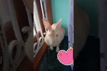 Cute rabbit ❤️subscribe ❤️