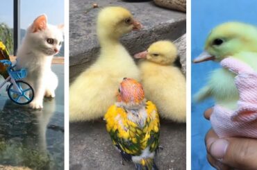 AWW Animals SOO Cute! Cute baby animals Videos Compilation cute moment of the animals #18