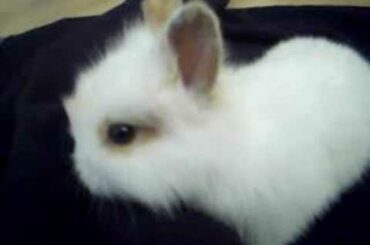 Baby Bunnies 2