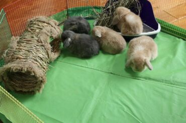 4-Week-Old Baby Bunnies - Livestream + Q&A