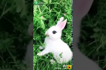 Cute bunny