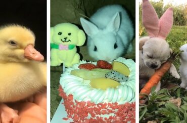 AWW Animals SOO Cute! Cute baby animals Videos Compilation cute moment of the animals #19