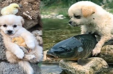 AWW Animals SOO Cute! Cute baby animals Videos Compilation cute moment of the animals #20