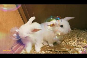 REGGAE MIX, POP, DANCE MUSIC/BUBBLES & BABY BUNNIES