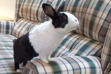 Rabbit jumping! (The Music Video)