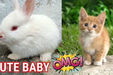 Funny and Cute Baby Bunny Rabbit Videos ! Part-53 ! Animals World