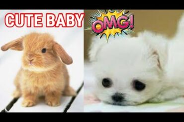 Funny and Cute Baby Bunny Rabbit Videos ! Part-54 ! Animals World