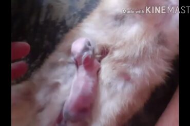 My cute baby bunnies drinking milk#bunny#rabbits