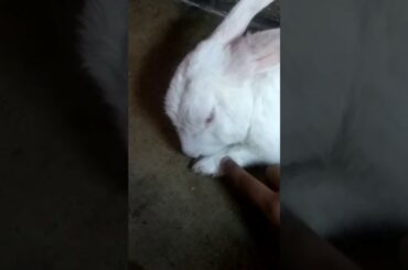 Rabbit - A Funny and Cute Bunny Videos Compilation || NEW HD