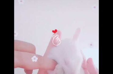 Cute baby rabbit whatsapp status