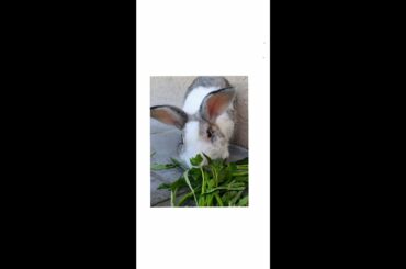 My Cute bunny eating water spinach.