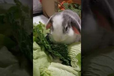 Munching baby bunny Bunnys eating savoy cabbage cute