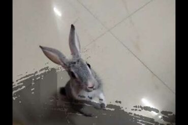 My Cute pets 🐰