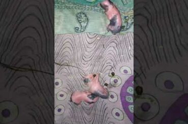 looking same  animal baby bunny/mouse