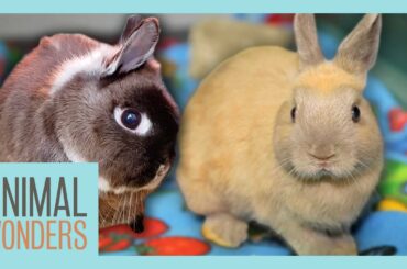 What Happened to Our Rabbit's Head Tilt? Plus New Baby!