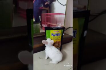 Pet Rabbit || Cute Funny Rabbit || Rabbit food || Rabbit Playing