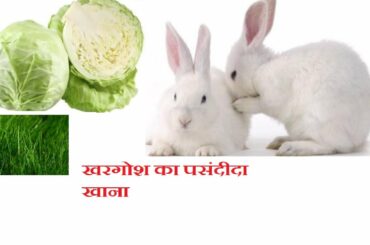 Rabbit ko kaise khilate hai.