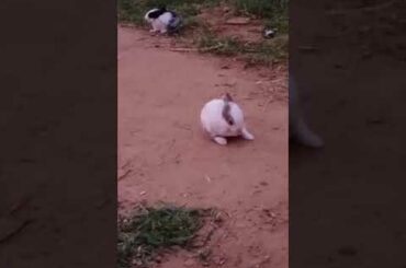 Cute bunny action
