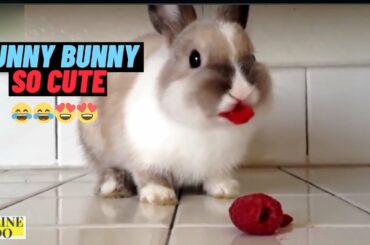 Cute Rabbits-Funny Baby Bunny Videos #8 تجميعة لقطات مضحكة للارانب  /online zoo