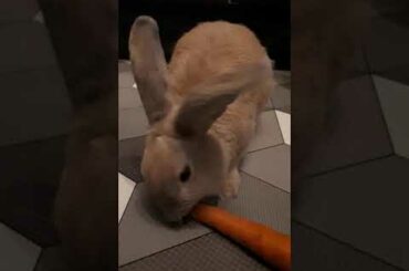Cute bunny eating carrot