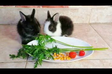 Cute Little Bunny Compilation 2020 😍 🐇 Baby Animal Video Compilation 2020