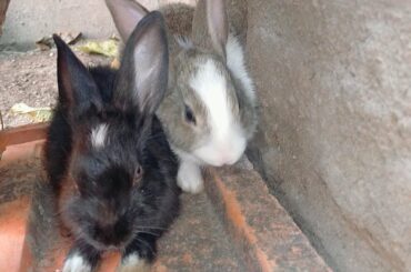 Two cute bunnies | cute bunny