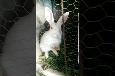 Cute bunny 🙏 subscribe 🙏