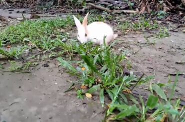 Rabit babbies roaming in grass