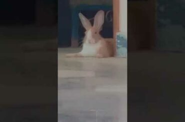 Cute rabbit
