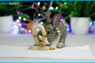 Smart Baby Rabbit PePe Eating ASMR Very Happy Letter Q